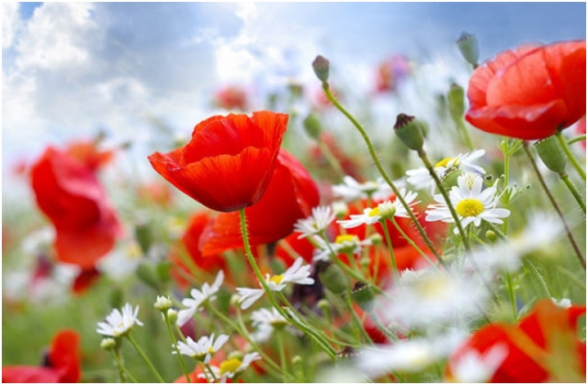 Սպասվում է առանց տեղումների եղանակ. օդի ջերմաստիճանը կբարձրանա 4-5 աստիճանով